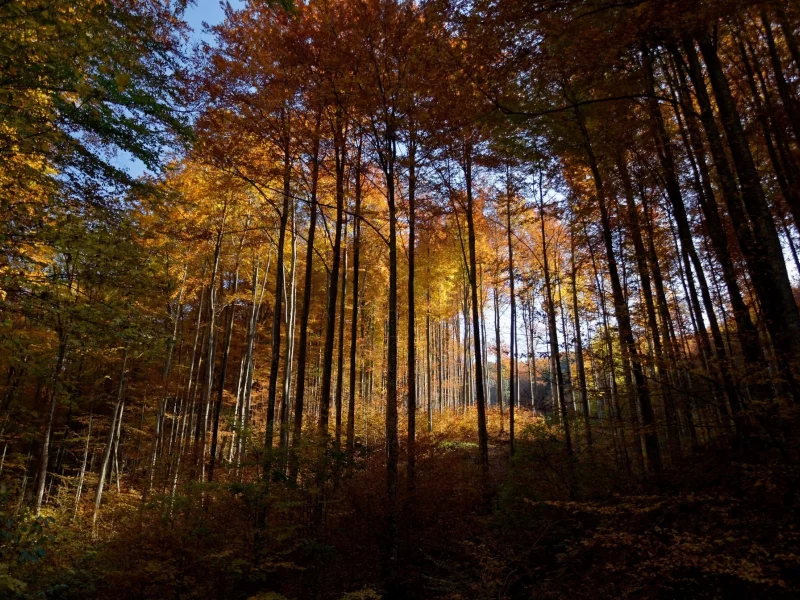 пейзаж, природа, красота
