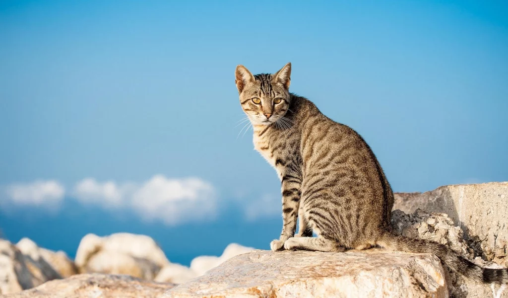 кот, животное, взгляд