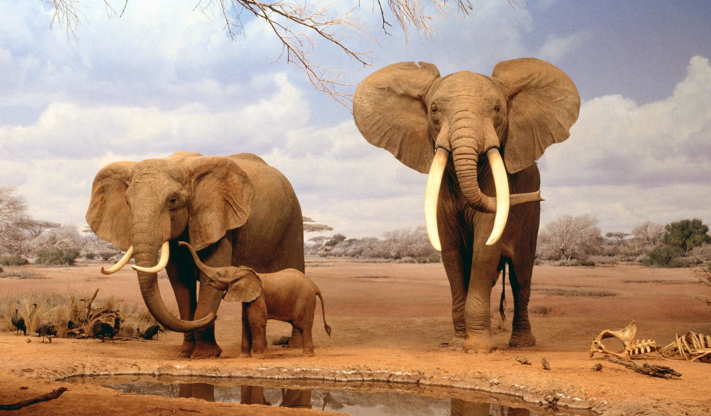 слон, слоненок, африка