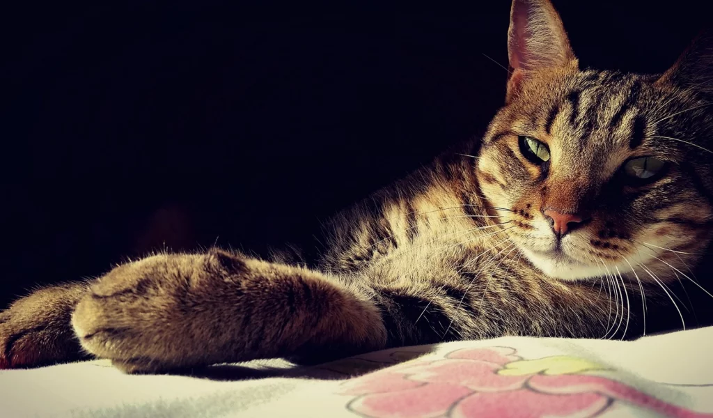 кот, лежит, взгляд