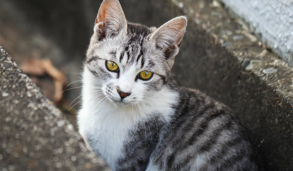 кот, взгляд, животное