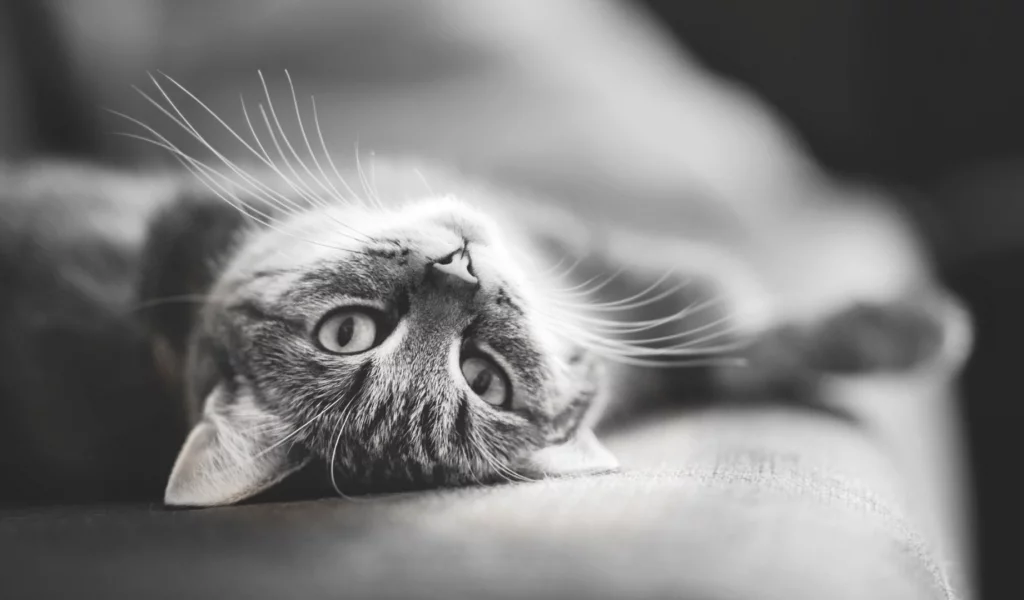 кот, взгляд, лежит