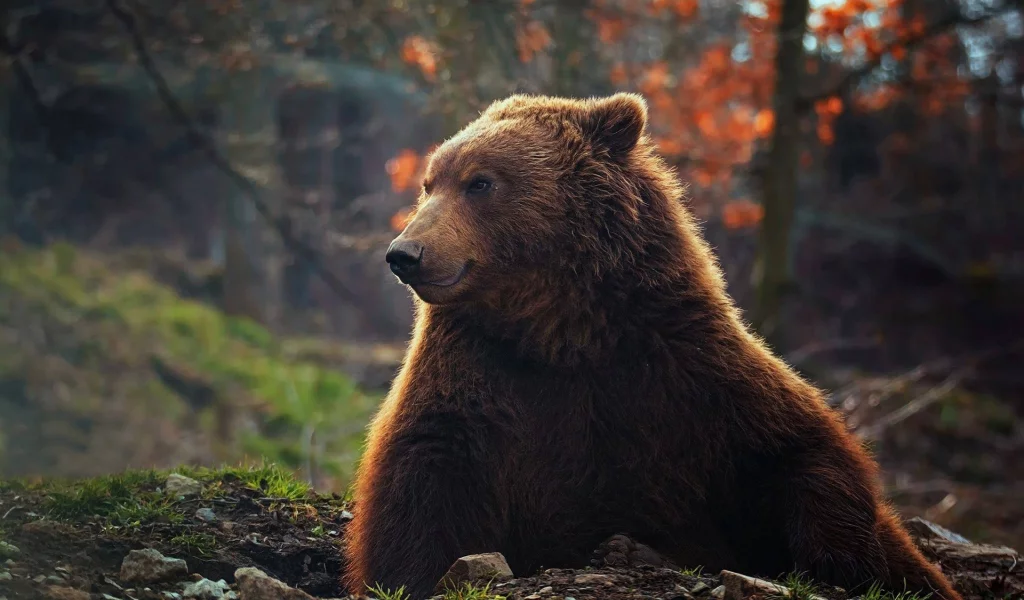 медведь, животное