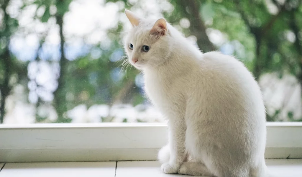 кошка, животное, взгляд