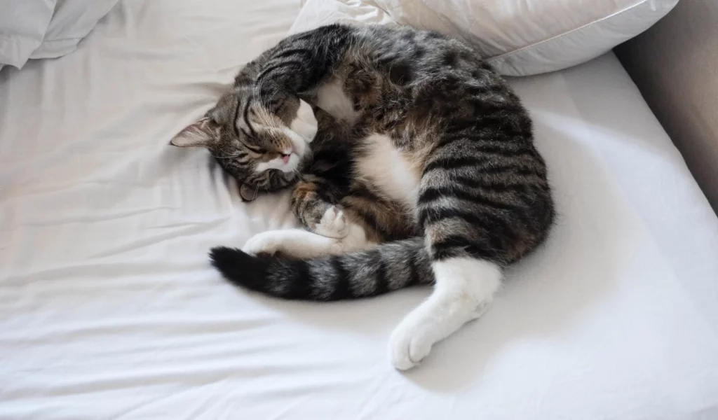 кот, спит