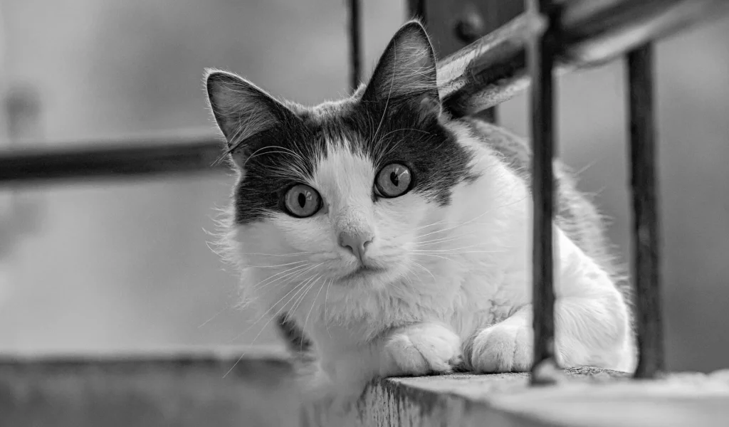 кот, взгляд