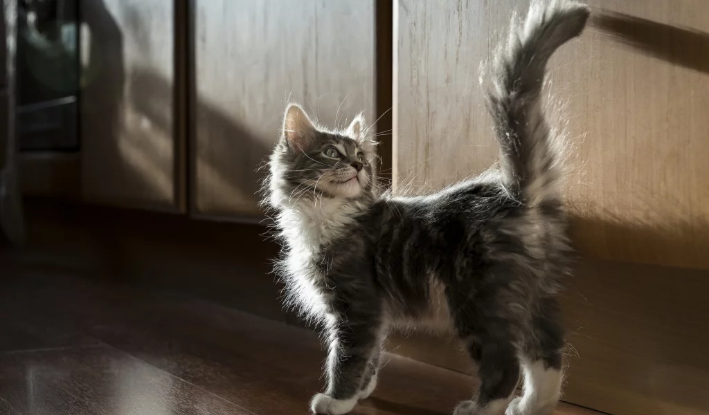 кошка, взгляд, животное