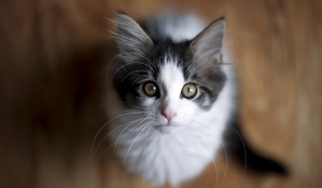 кошка, взгляд