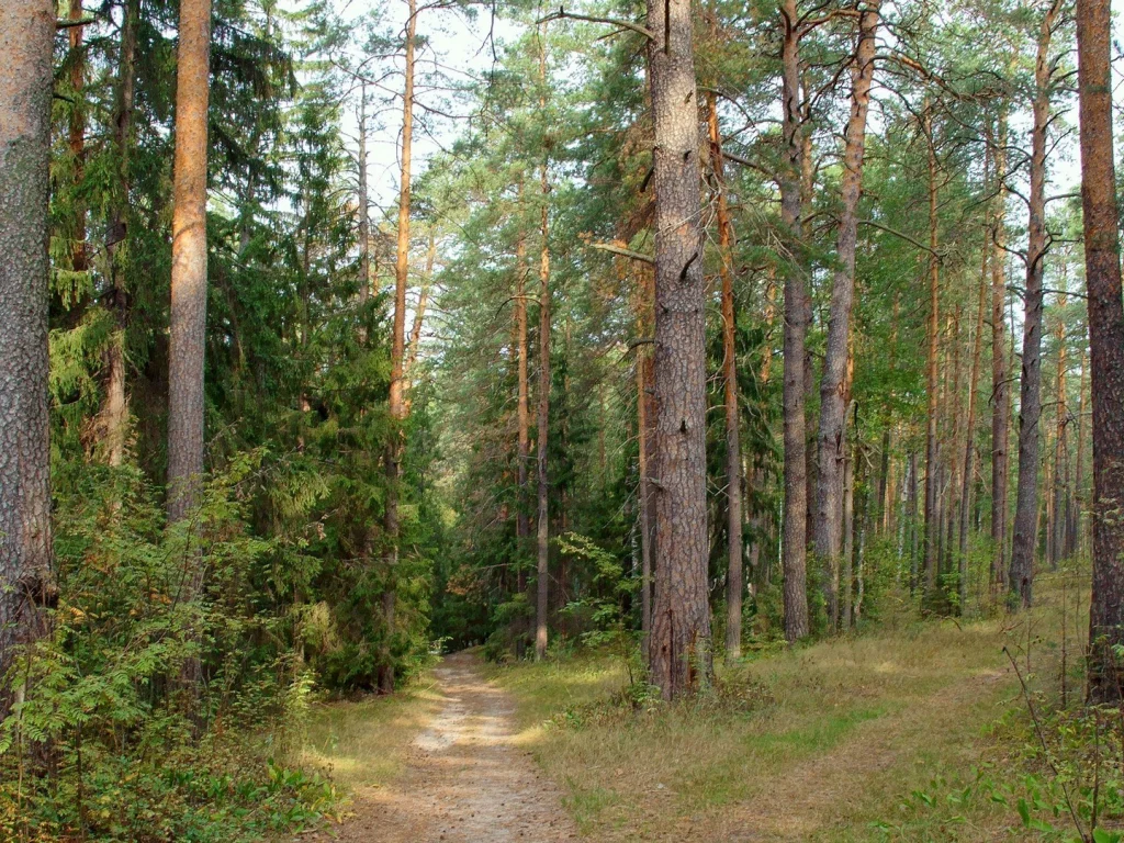 лес, деревья, тропинка