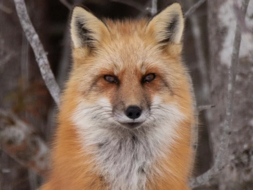 лиса, животное, взгляд