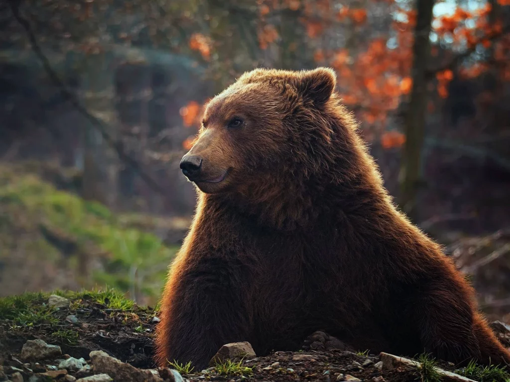 медведь, животное