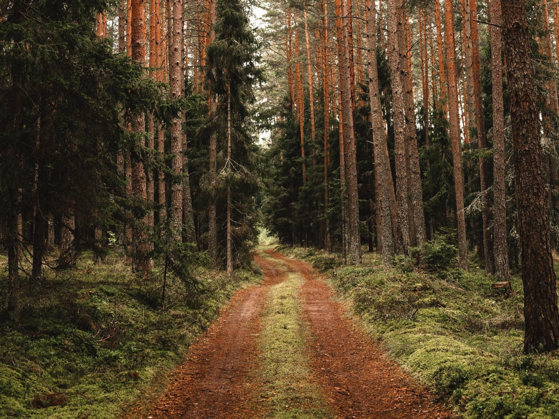 природа, лес, дорога, ели