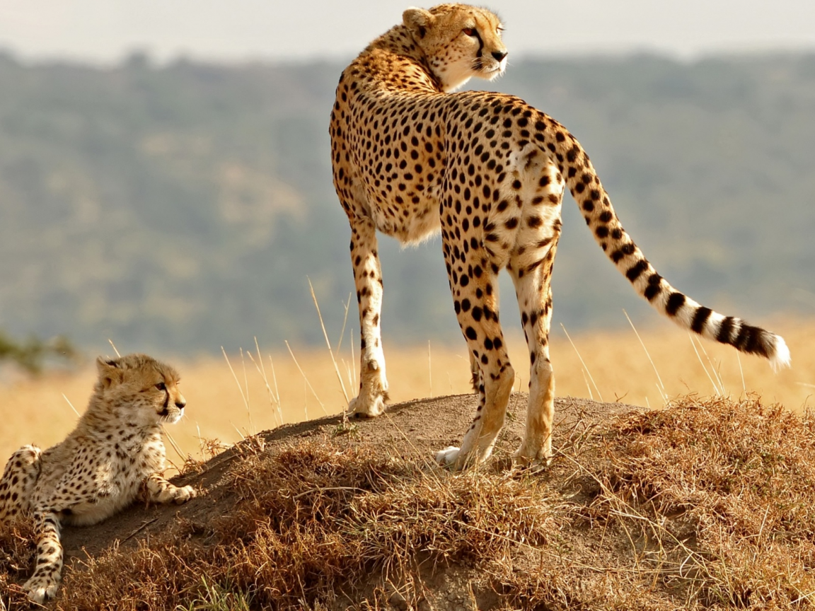 гепард, с детёнышом, хищник