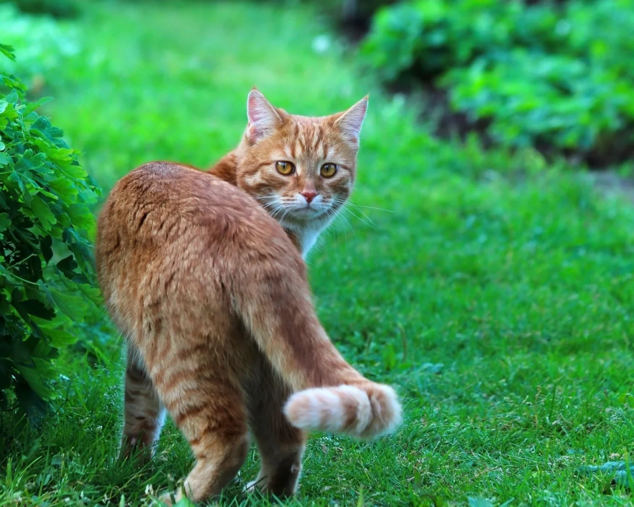 кот, взгляд, животное