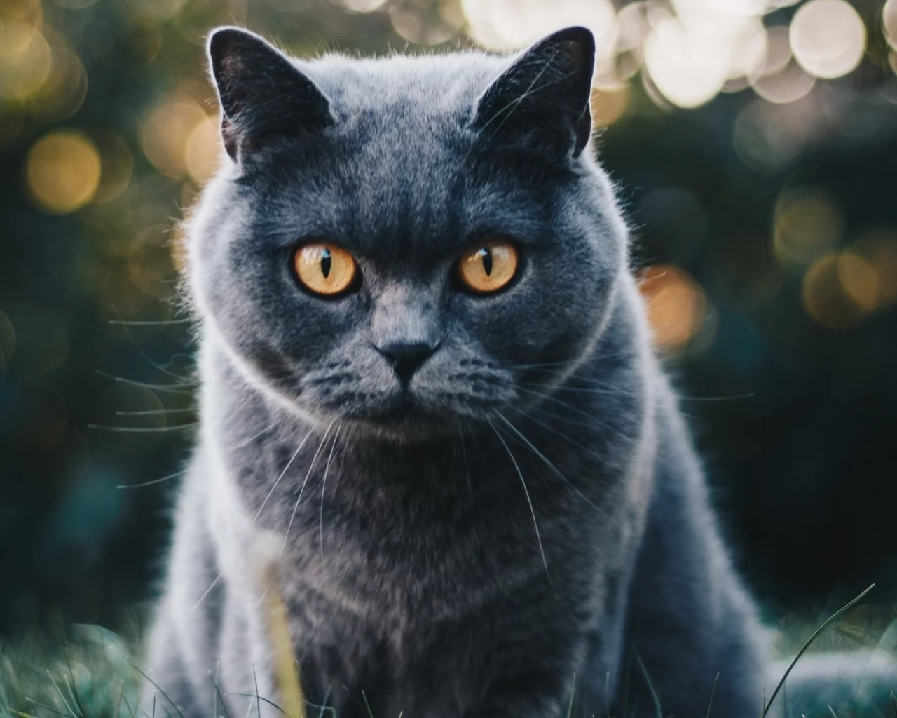 кот, взгляд