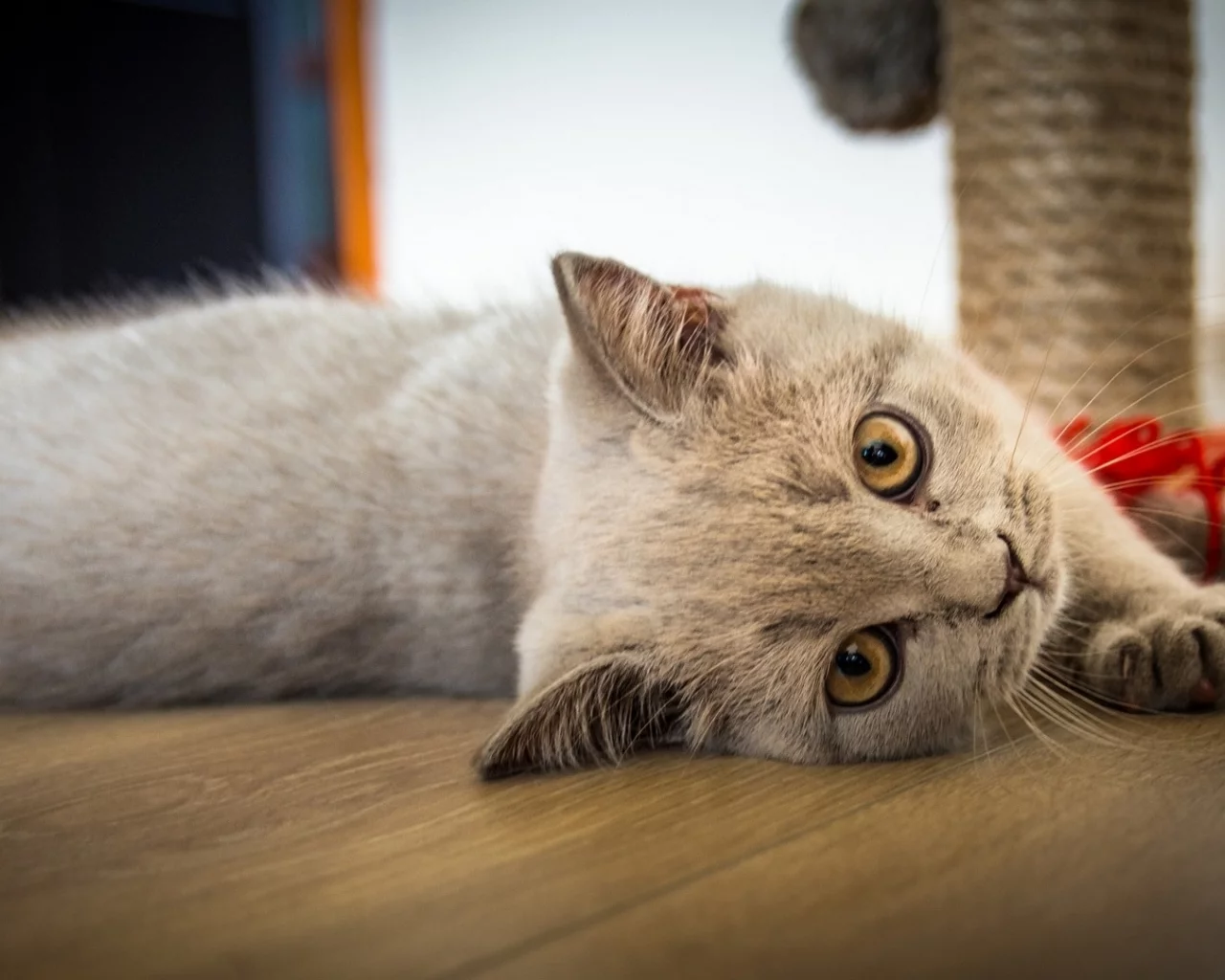 кот, взгляд, лежит