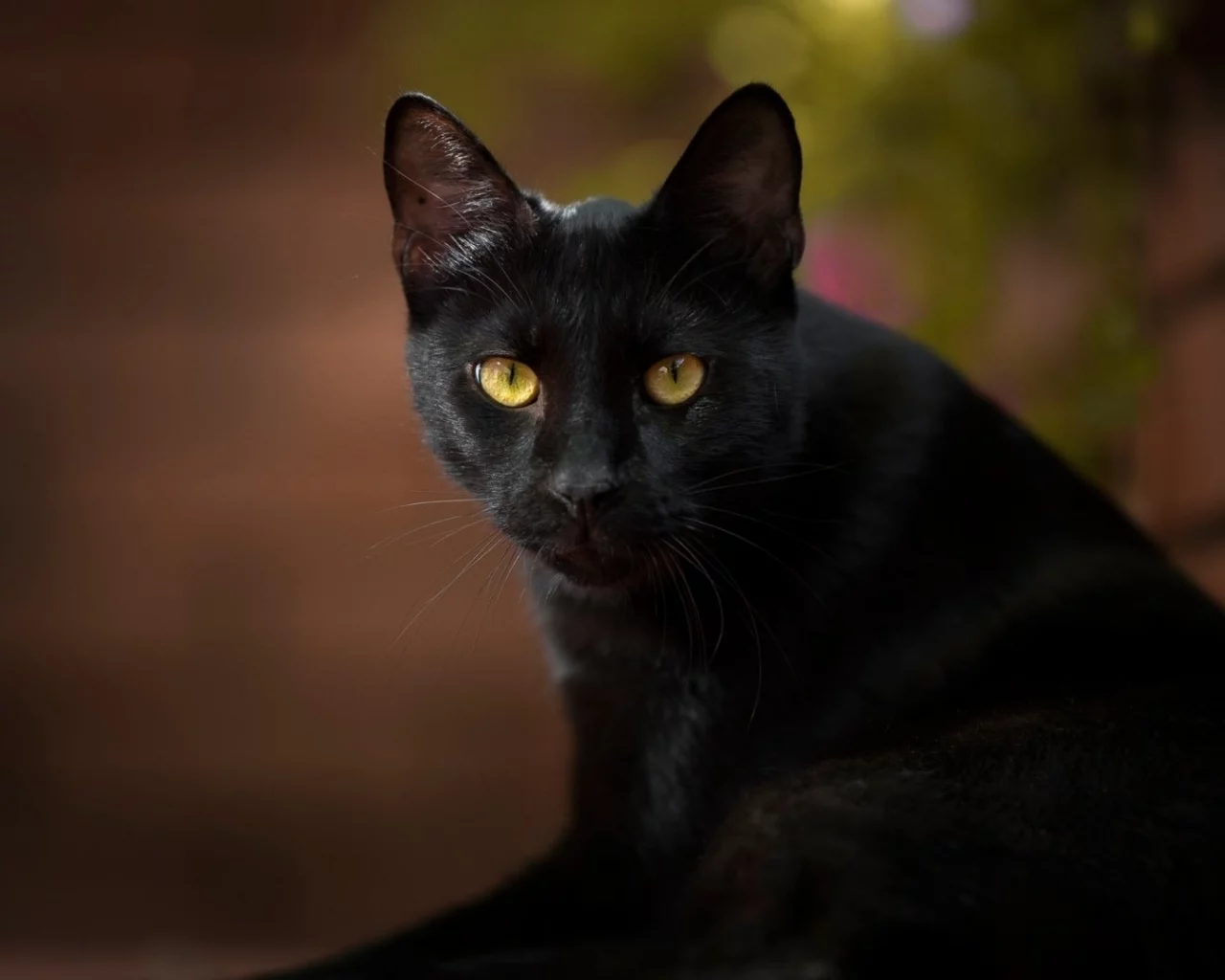 кот чёрный, взгляд