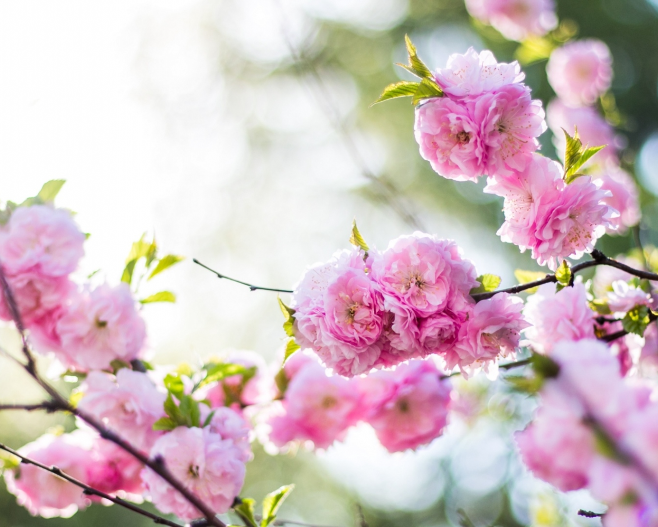 сакура, цветы, весна