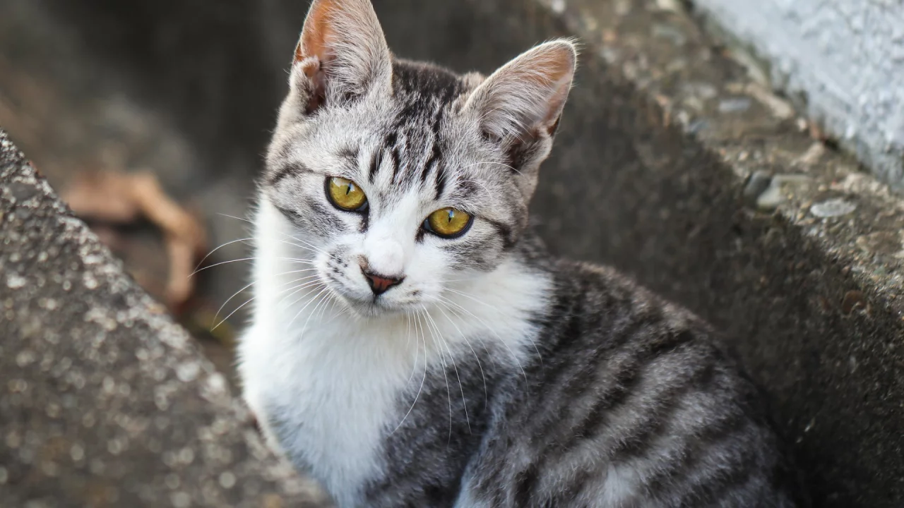 кот, взгляд, животное