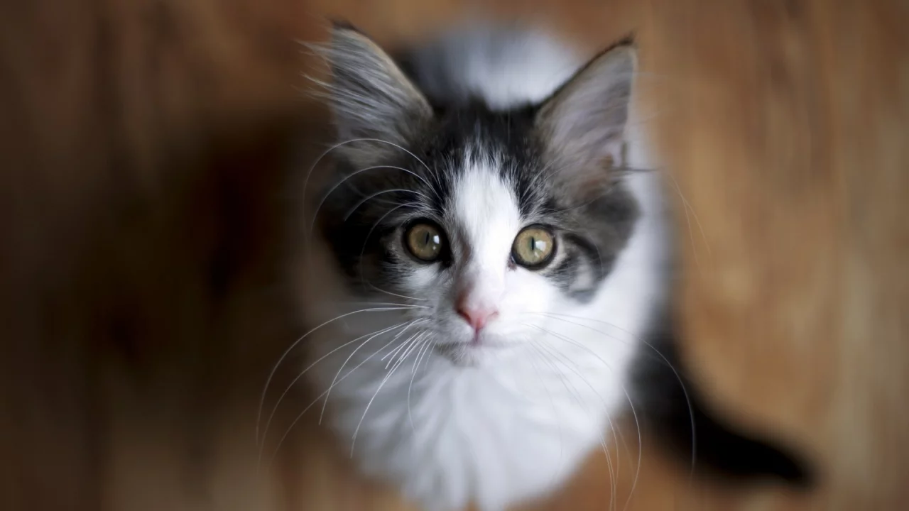 кошка, взгляд