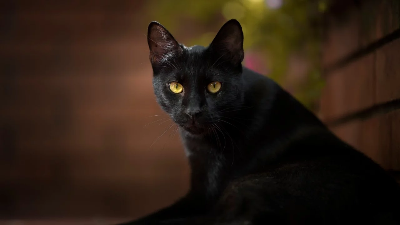 кот чёрный, взгляд