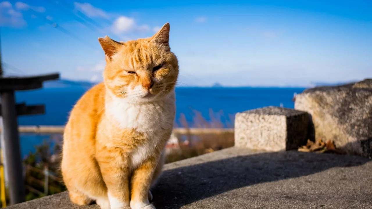 кот рыжий, взгляд