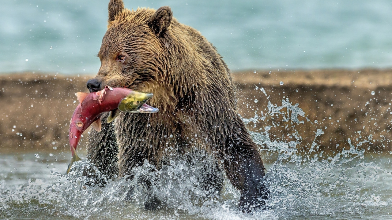 медведь, река, добыча рыба