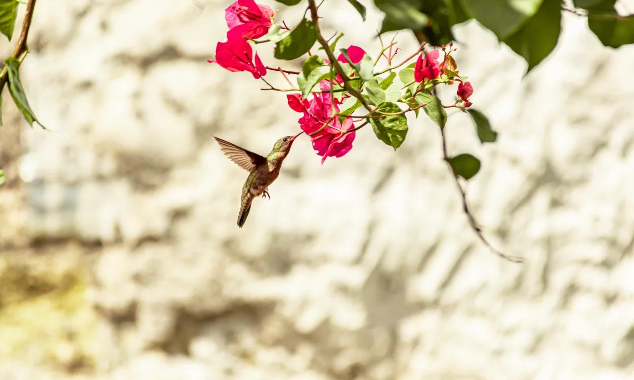 bird, hummingbird, nature, animal