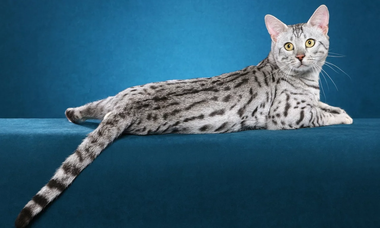 кошка, взгляд, животное
