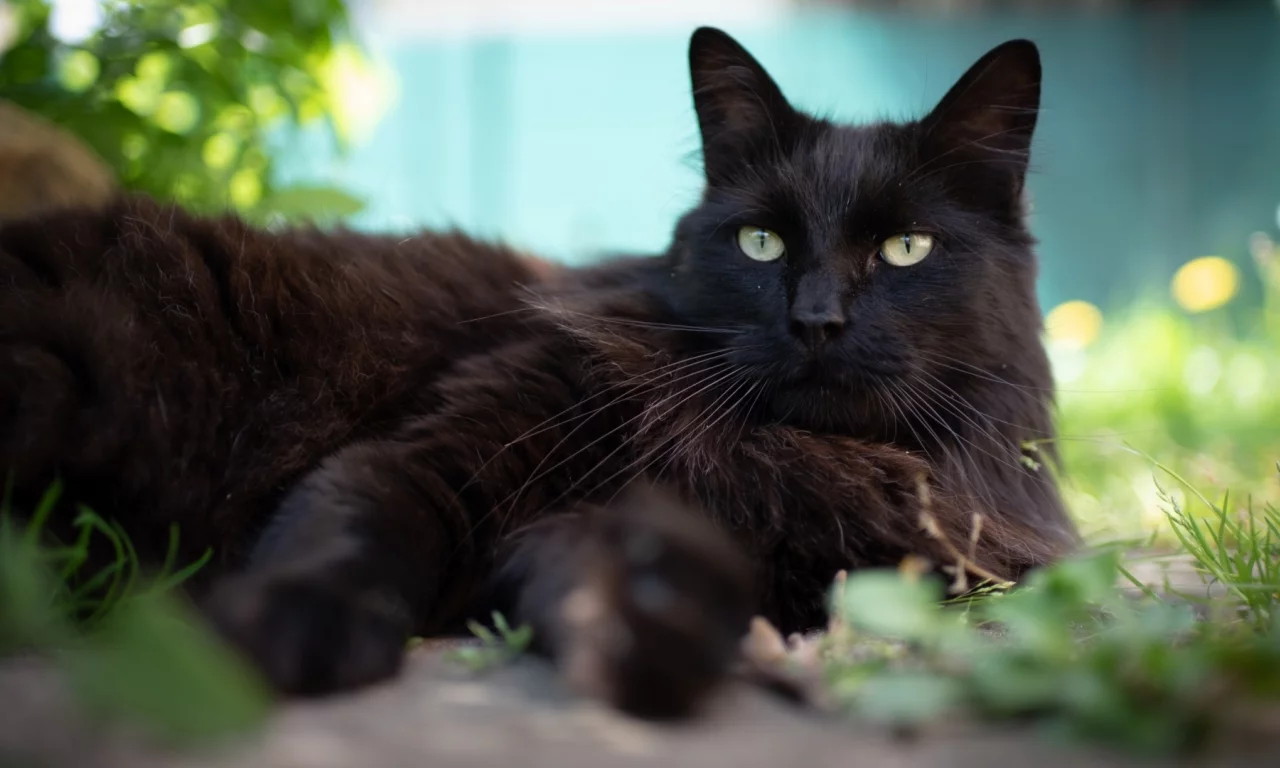 кошка чёрная, лежит, взгляд