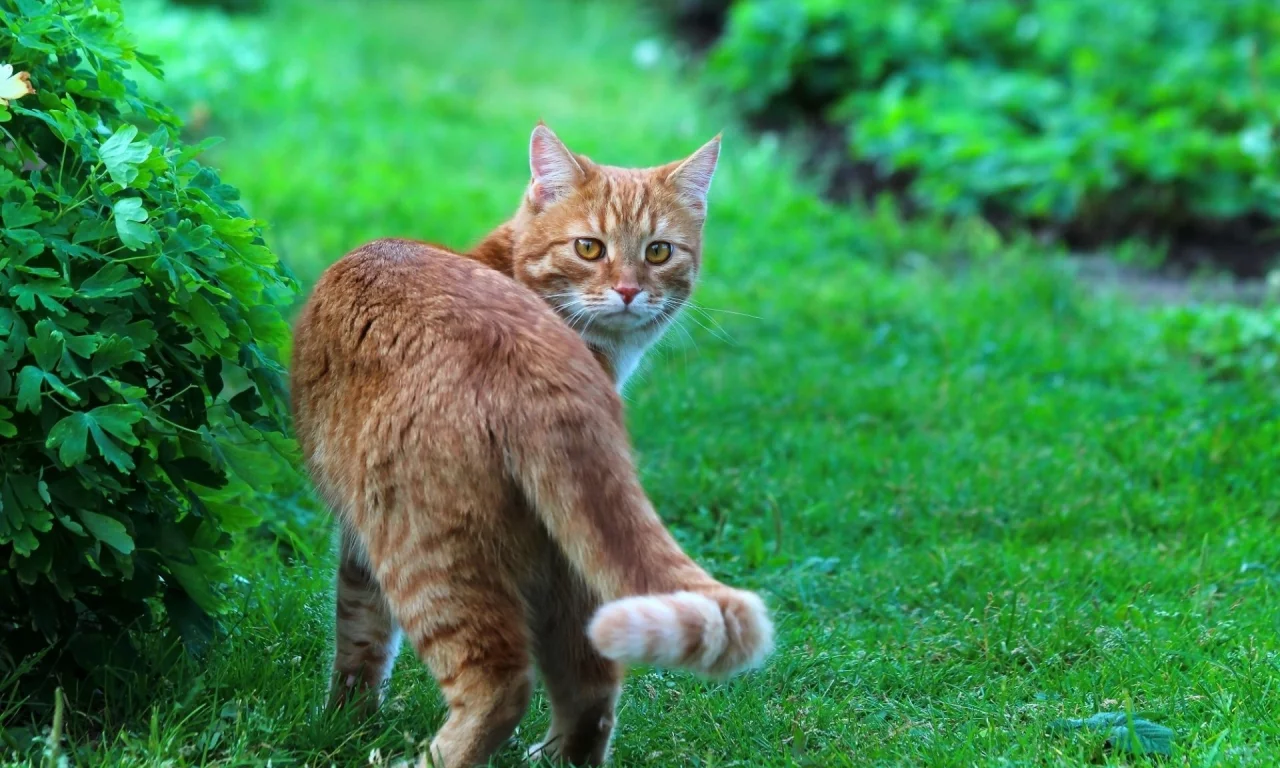 кот, взгляд, животное