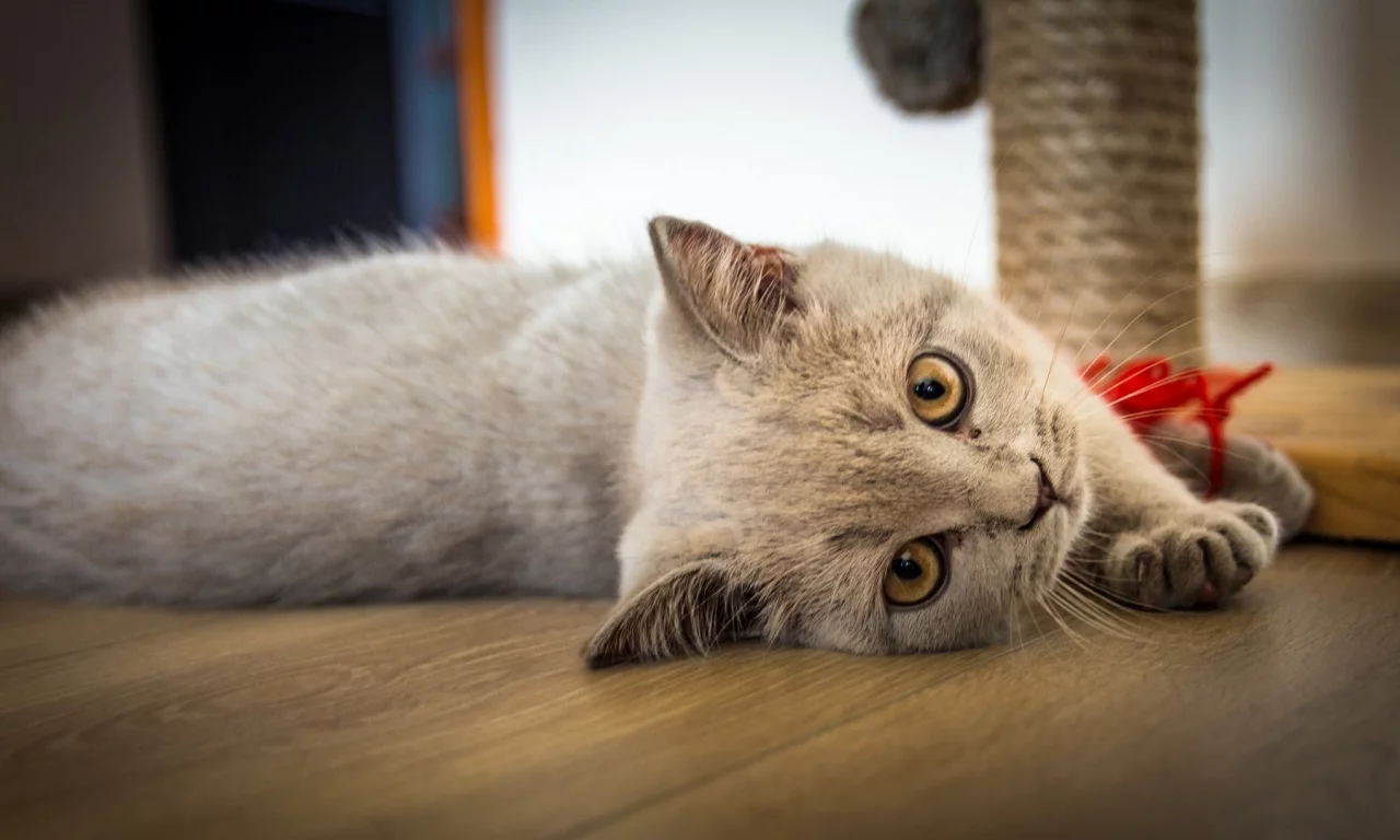 кот, взгляд, лежит