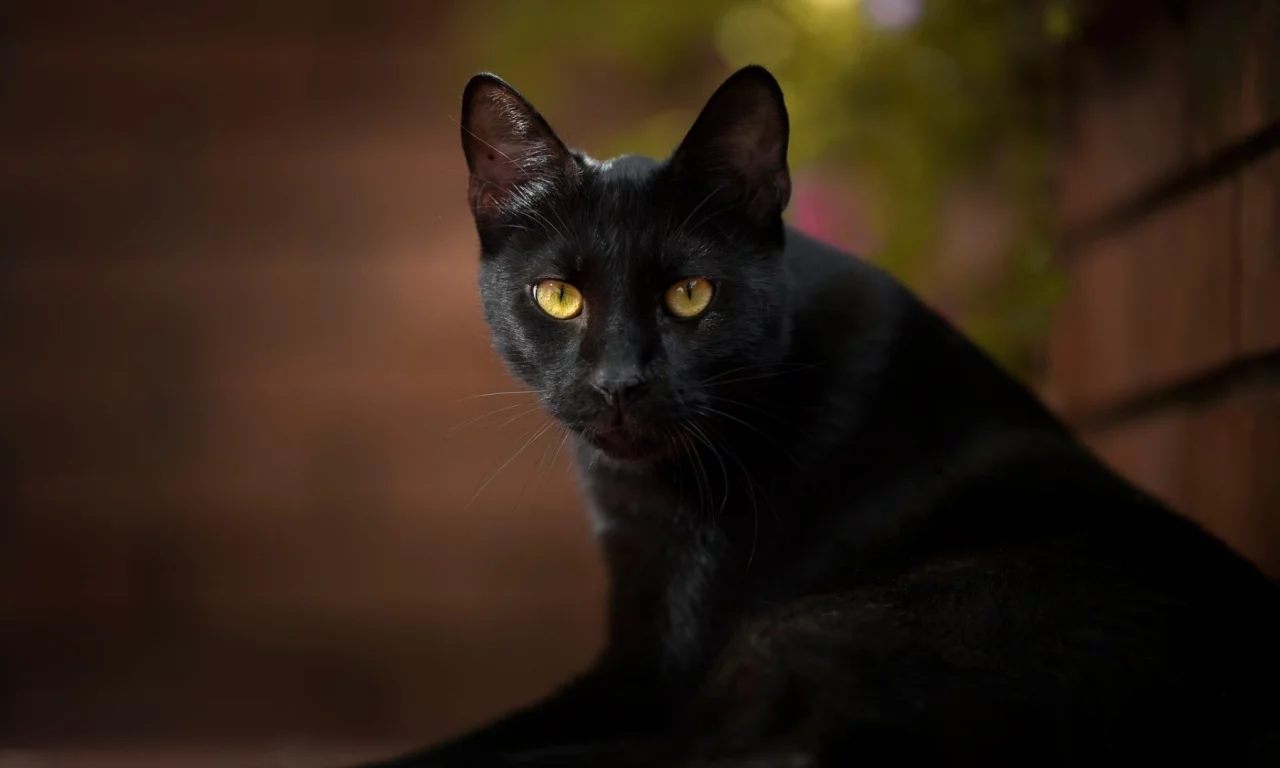 кот чёрный, взгляд
