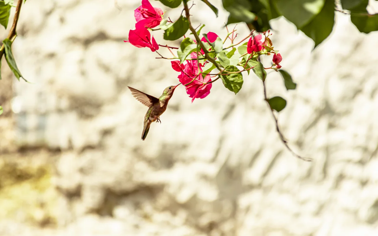 bird, hummingbird, nature, animal
