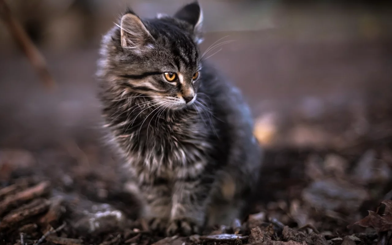 кот, взгляд, животное