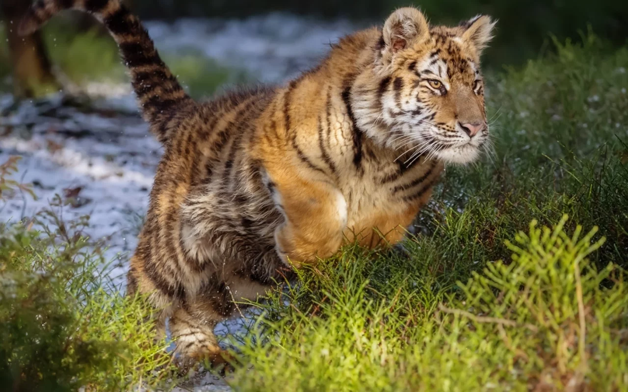 тигр, хищник, прыжок