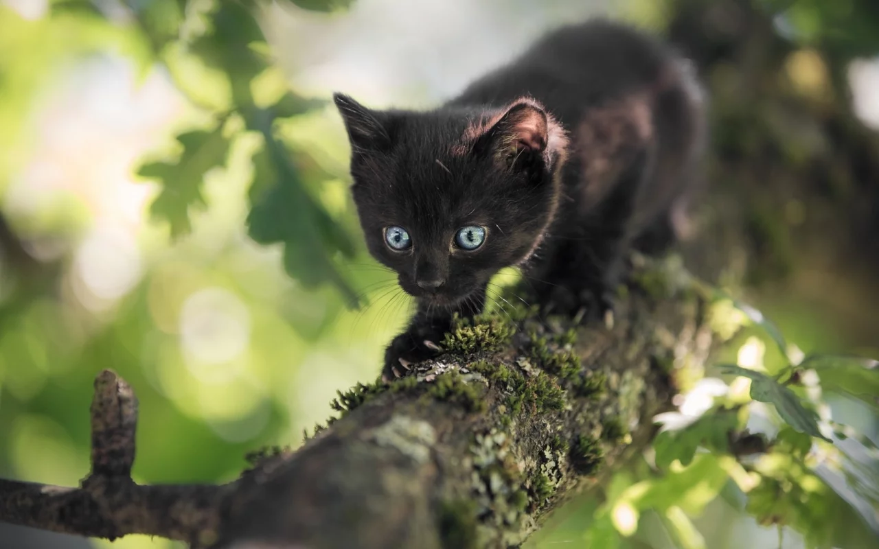 котёнок, маленький, на дереве