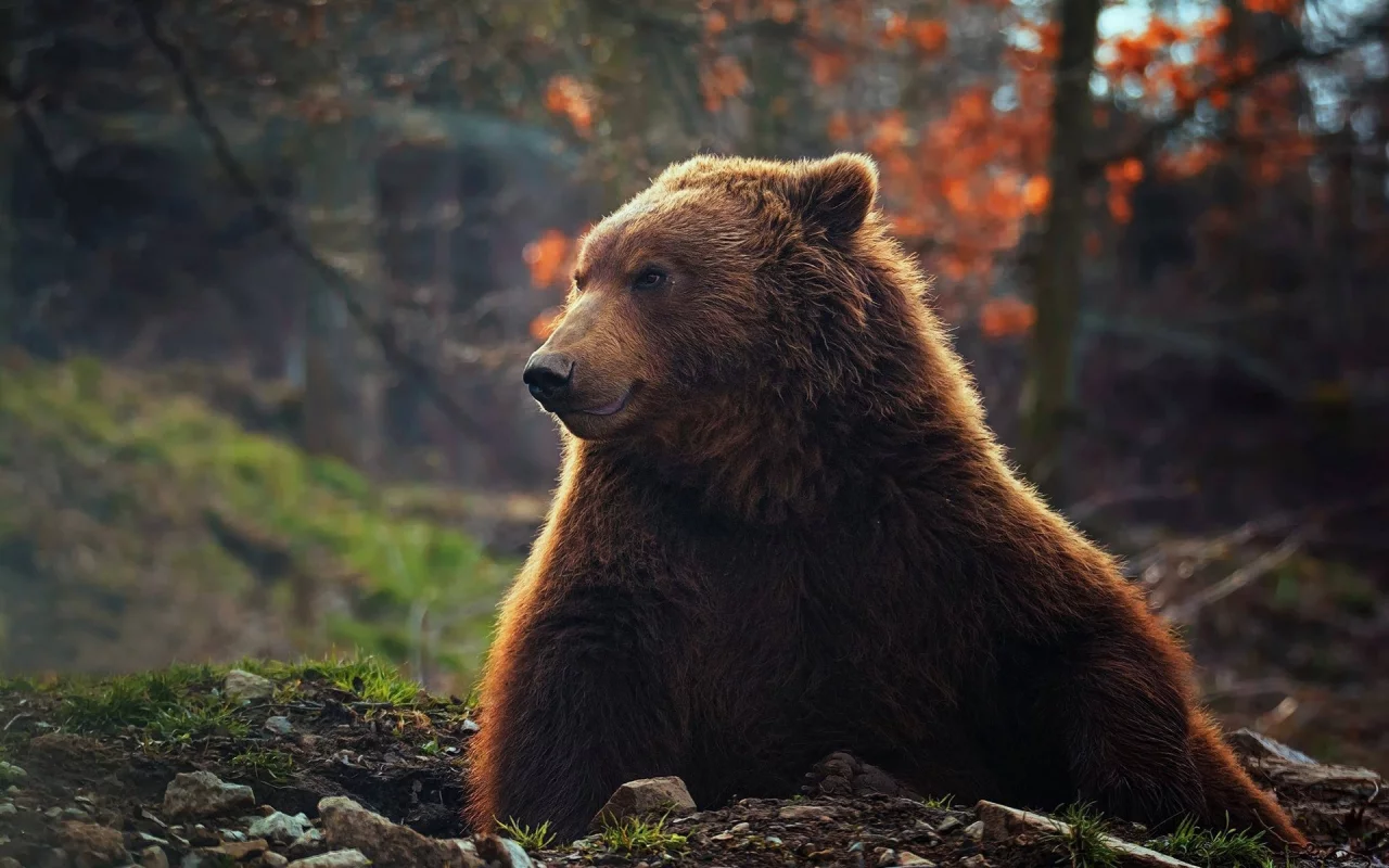 медведь, животное