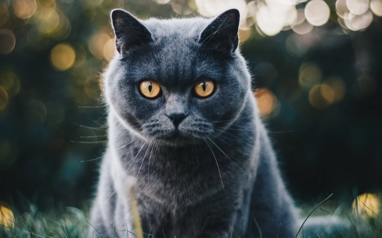 кот, взгляд