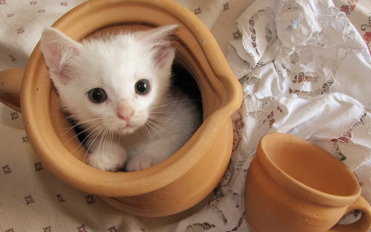 котёнок, маленький, сидит в кувшине