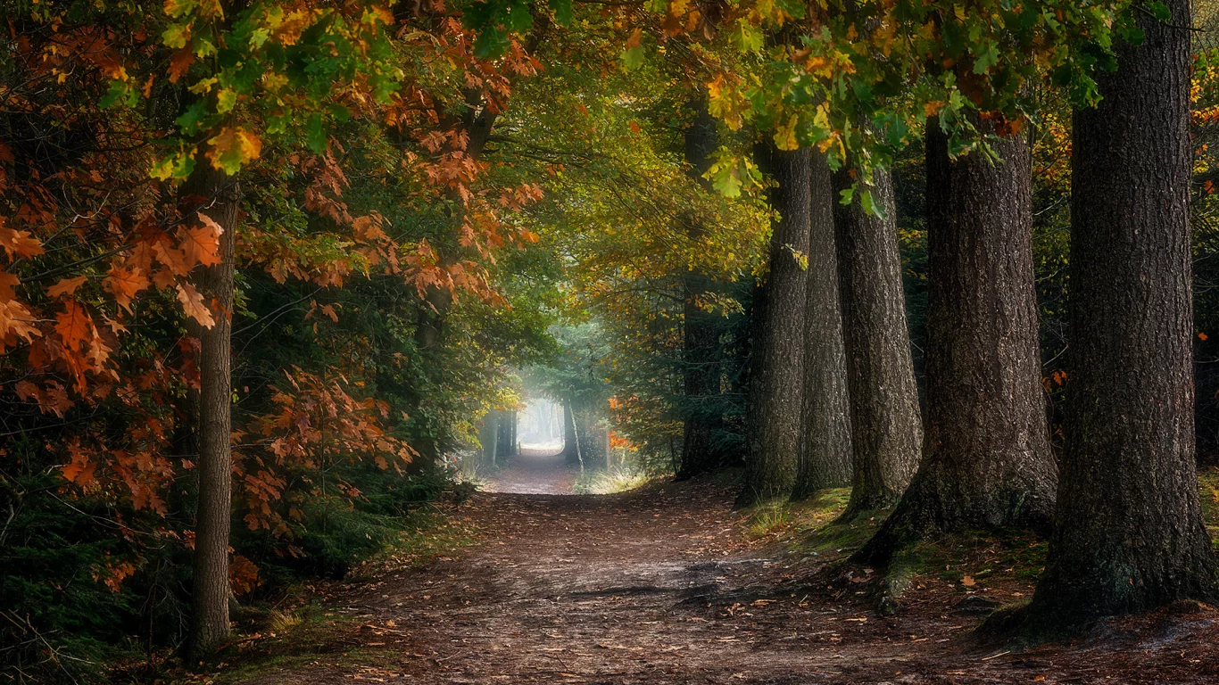аллея, деревья, осень, листопад