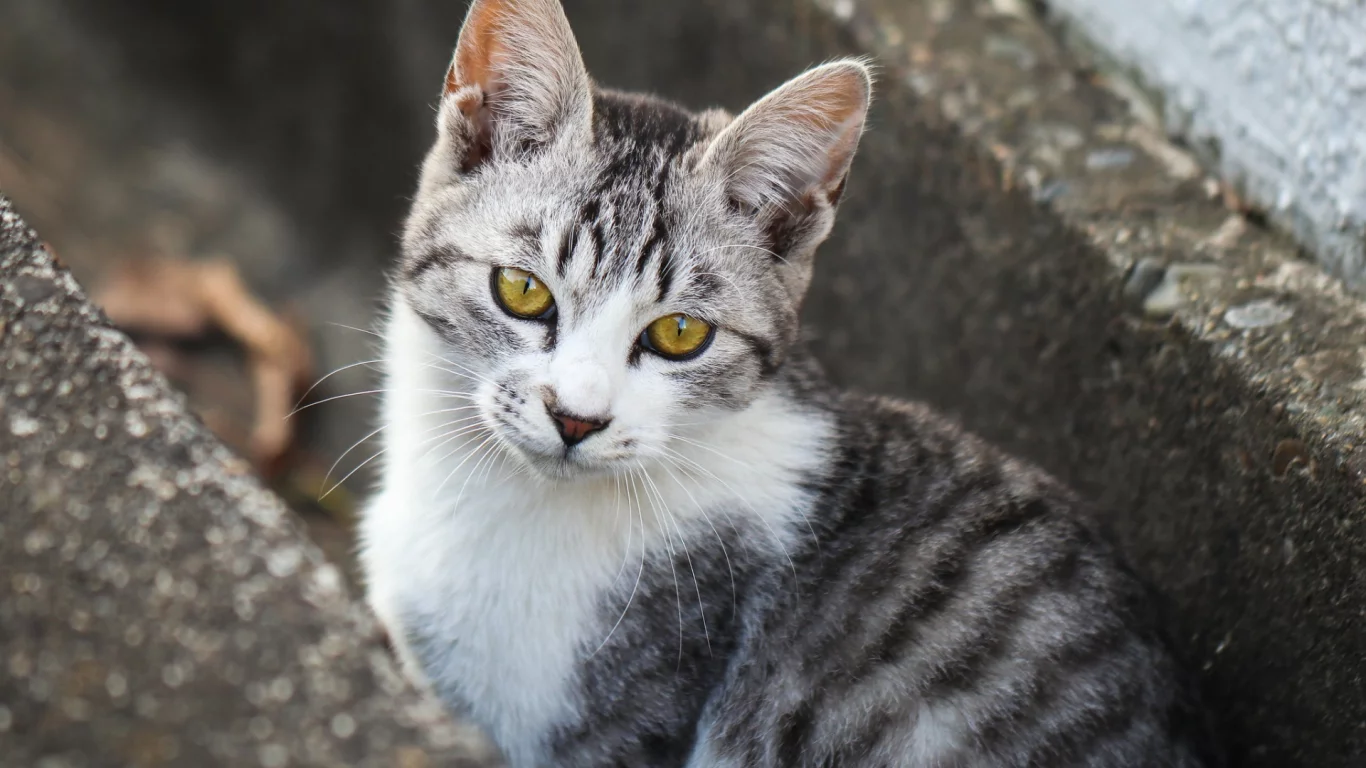 кот, взгляд, животное