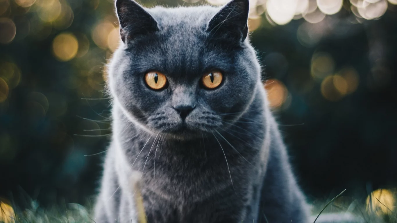 кот, взгляд