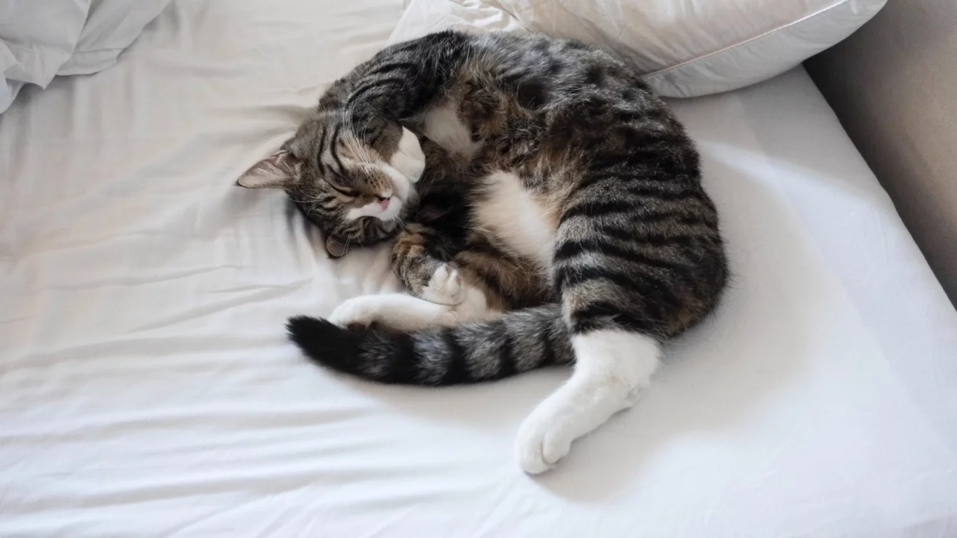 кот, спит