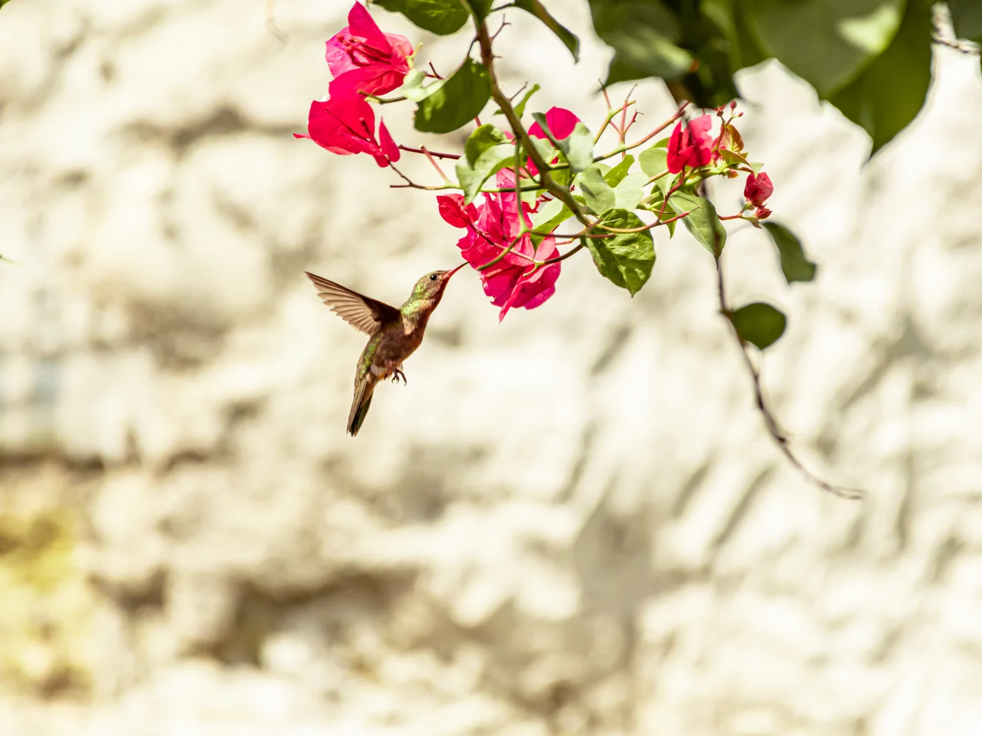 bird, hummingbird, nature, animal
