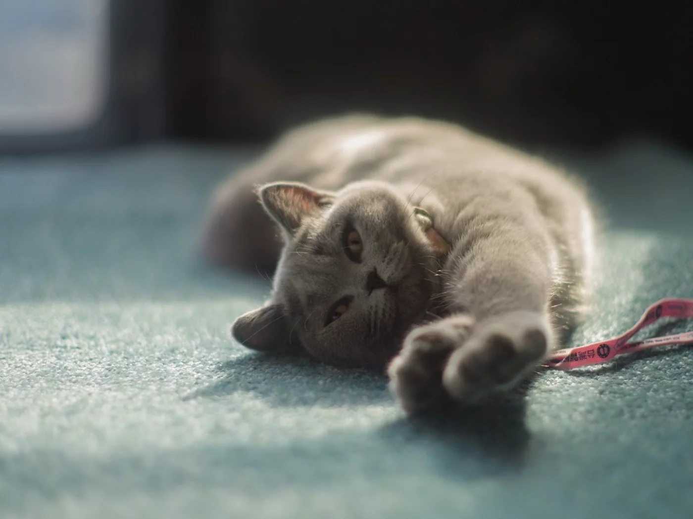 кот, лежит