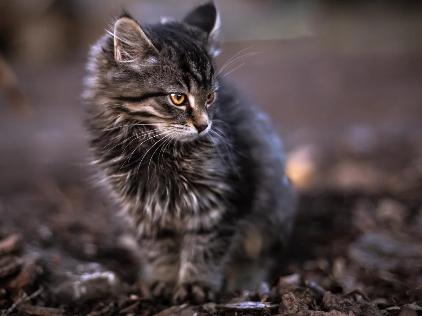 кот, взгляд, животное