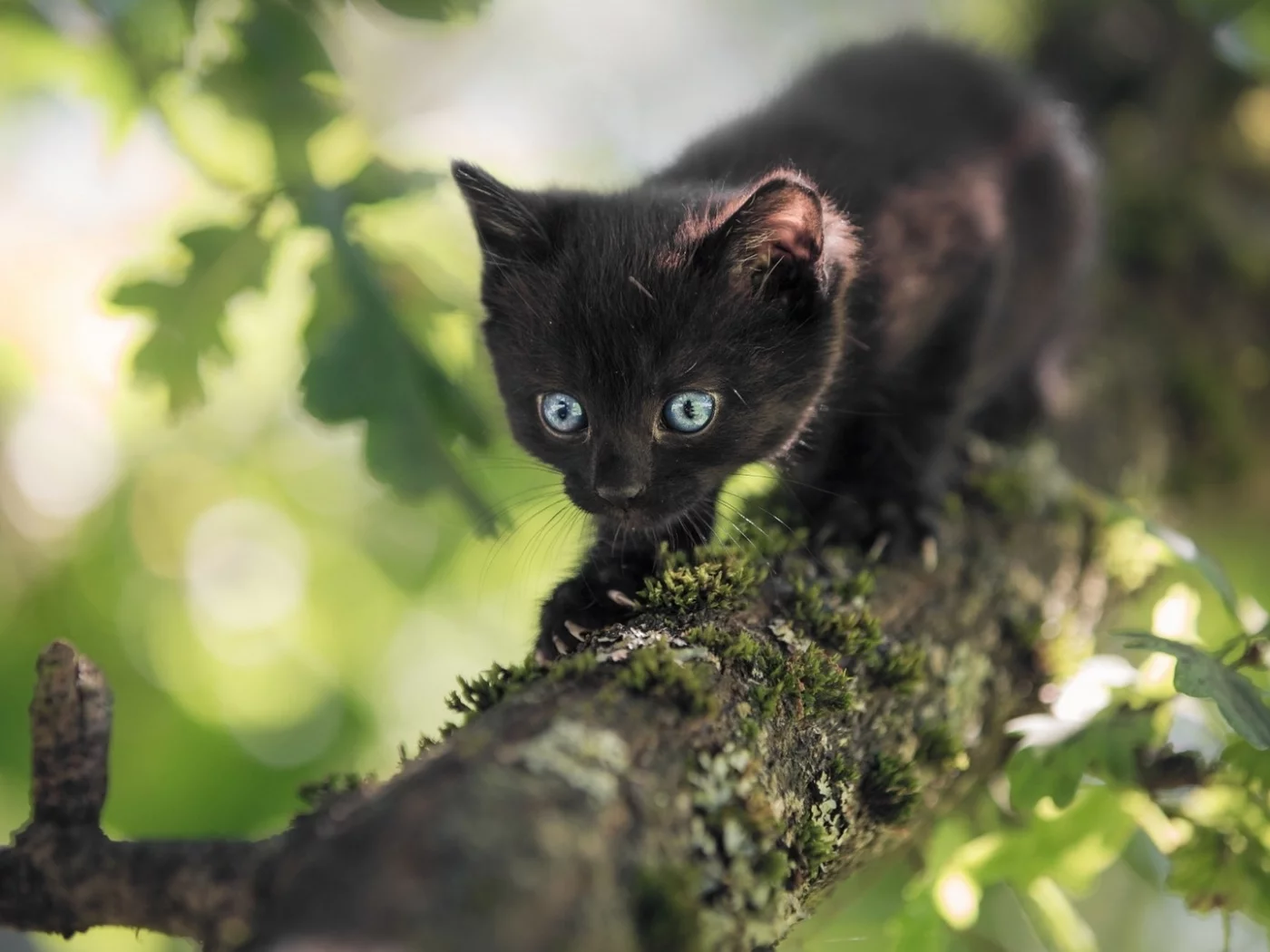 котёнок, маленький, на дереве