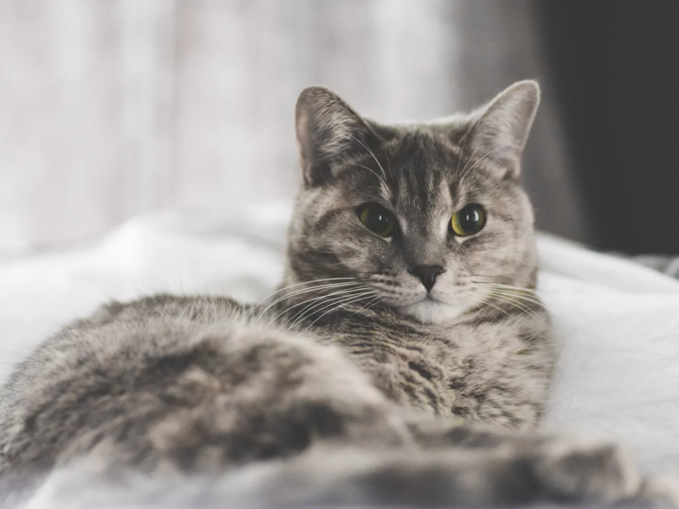 кот, животное, взгляд, лежит