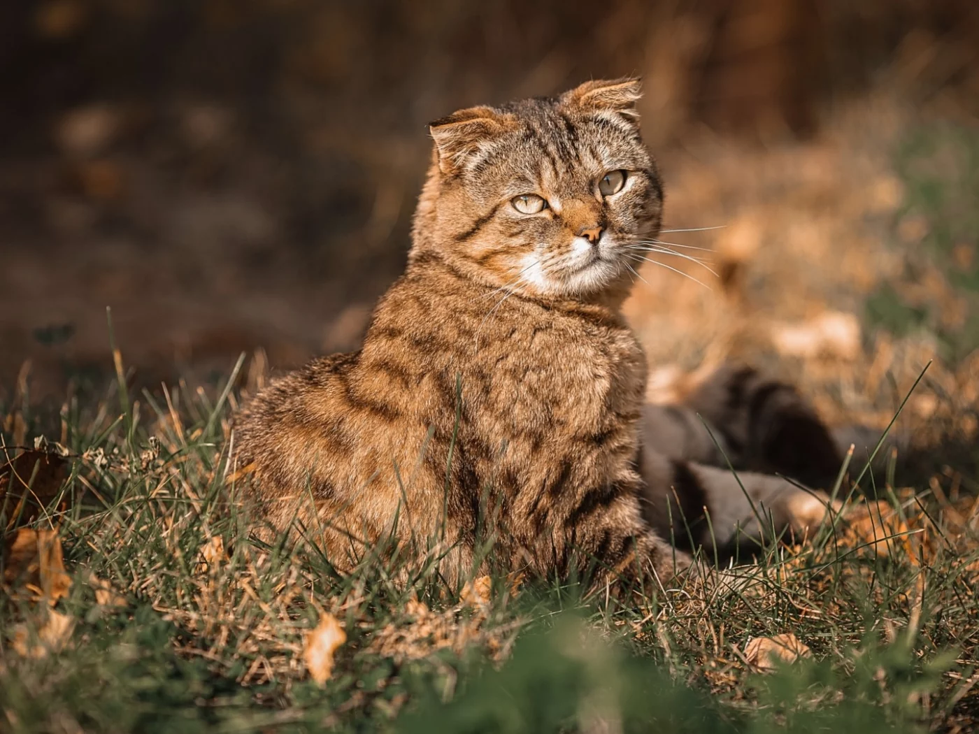 кот, взгляд
